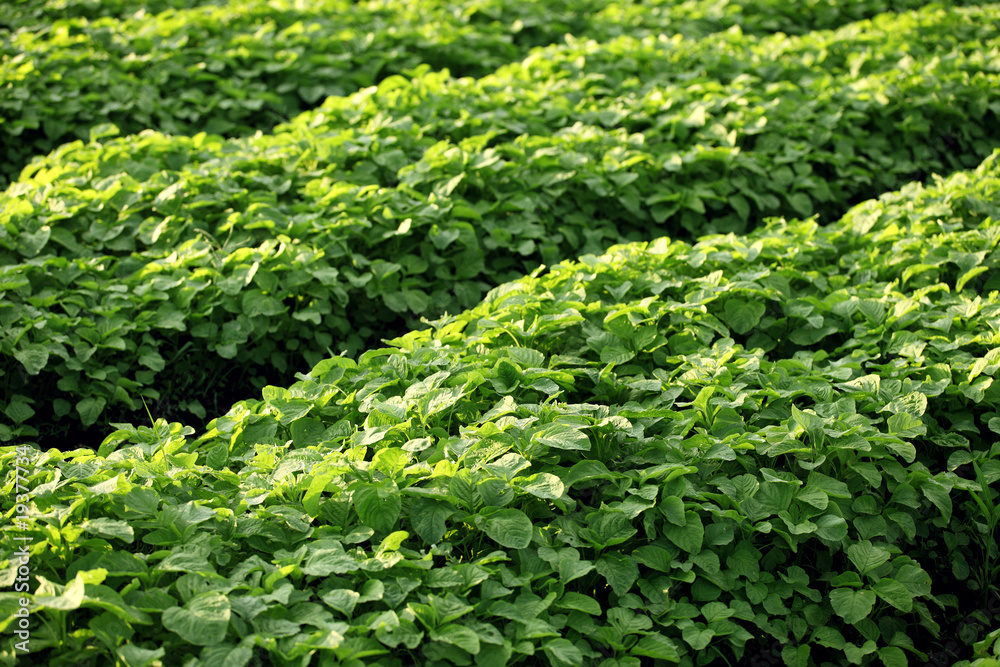Field of leafy vegetables Field of leafy vegetables