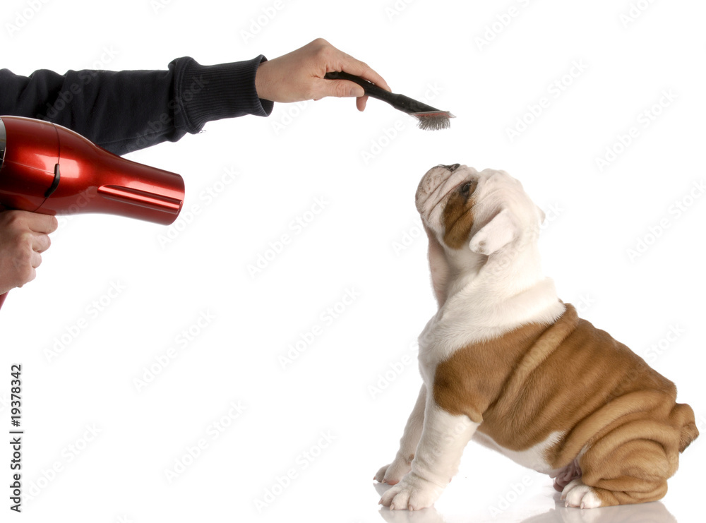 dog grooming hands brushing english bulldog puppy StockFoto Adobe