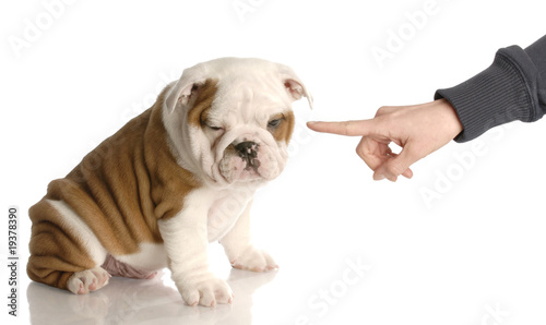 Fotografia bad dog - persons hand wagging finger at bulldog puppy