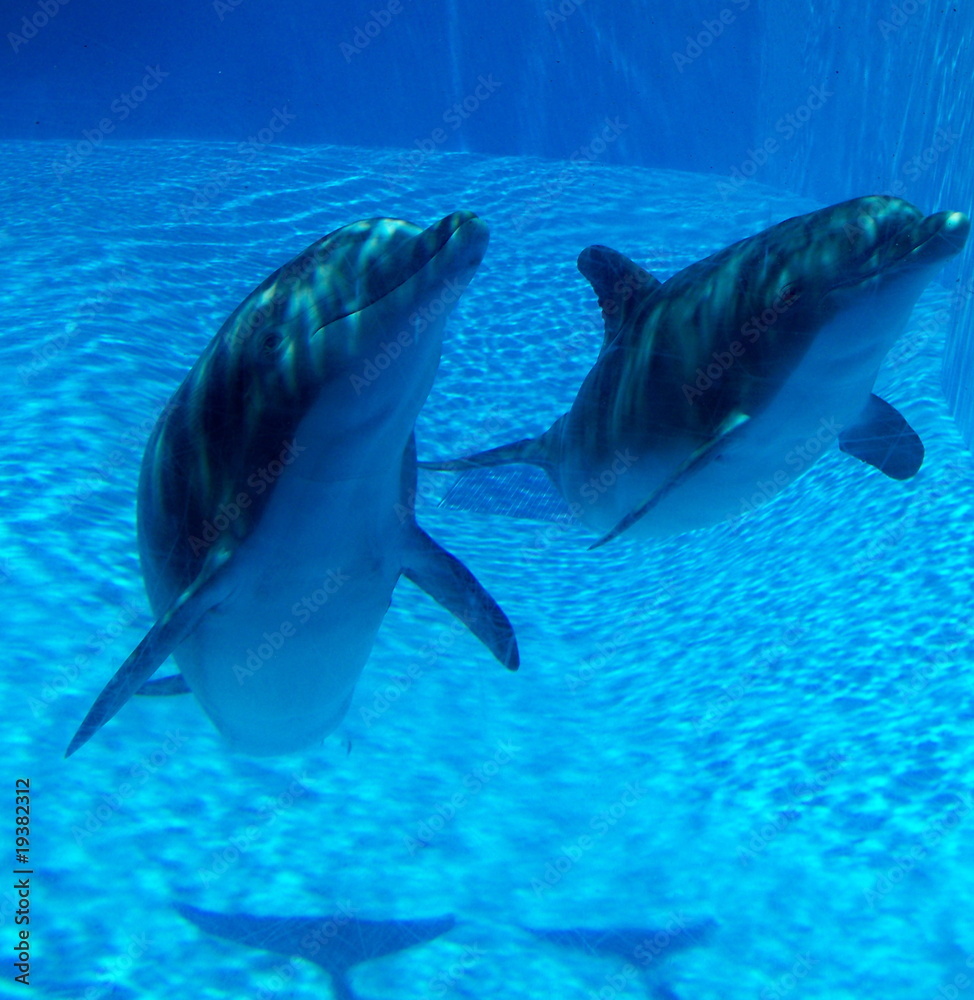 Naklejka premium Bottlenose dolphins