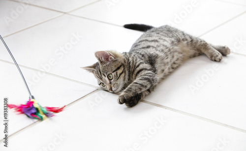 10 weeks old kitten lying on the floor playing with it's toy photo