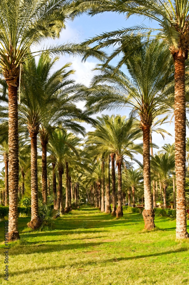 Fototapeta premium palm trees in garden