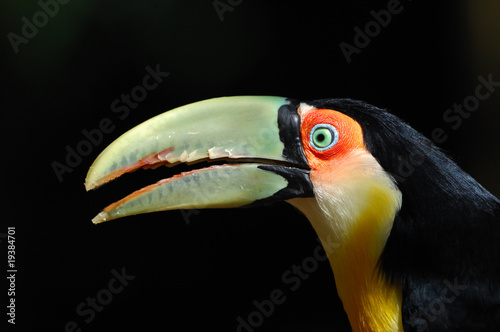 toucan