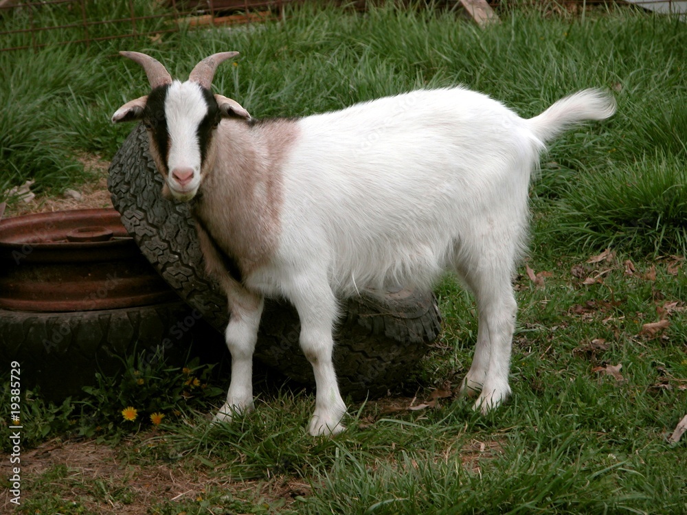Obraz premium Kid goat