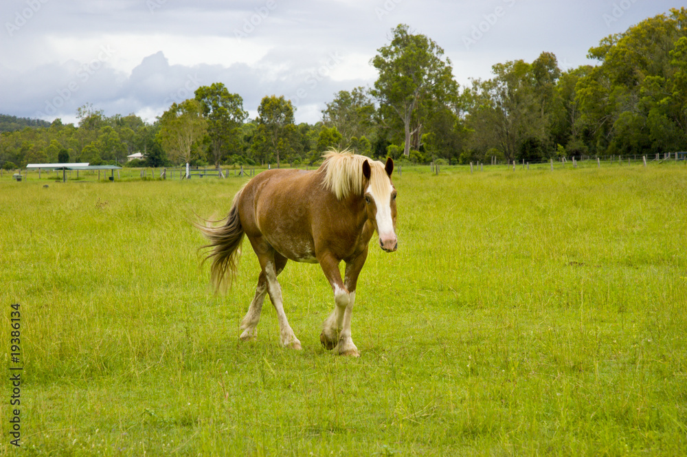 horse walking in green paddock