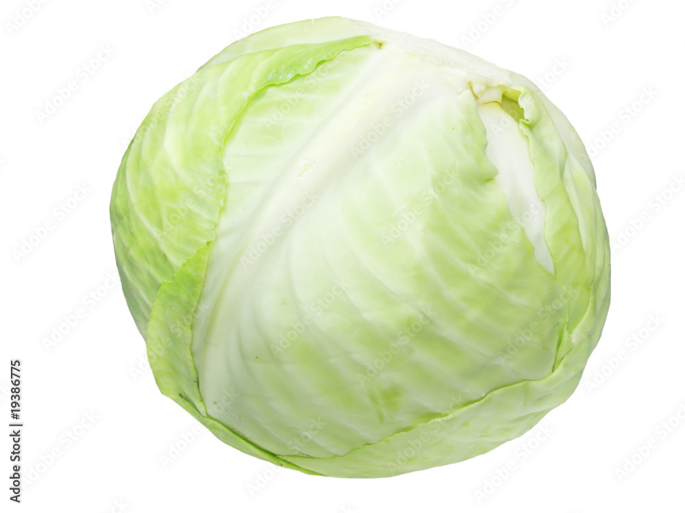 cabbage vegetable cabbage vegetable