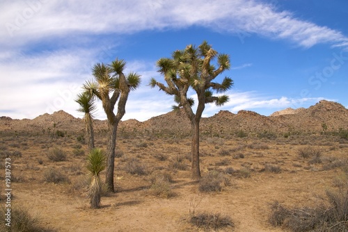 Joshua trees from young to old, showing how they grow