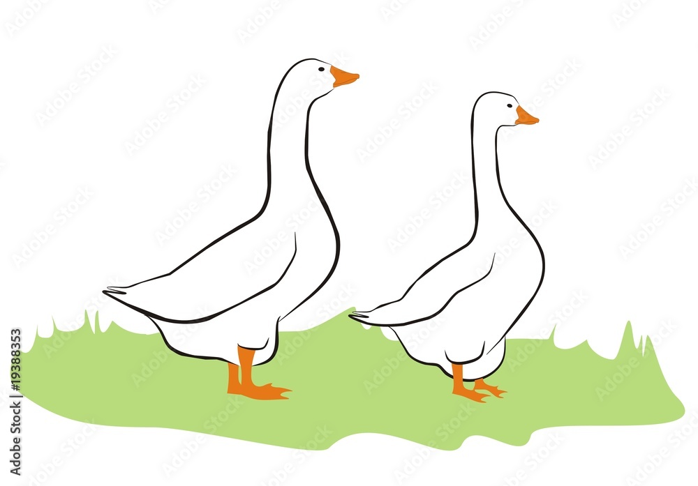 Obraz premium Gans002