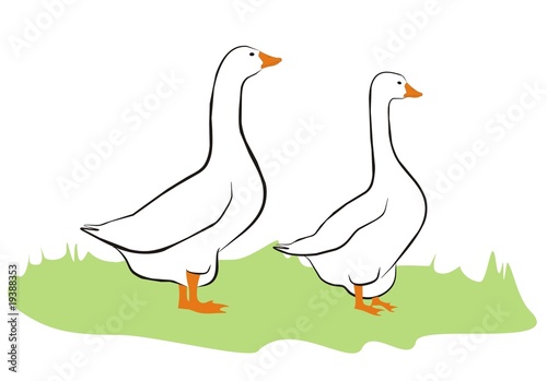 Gans002