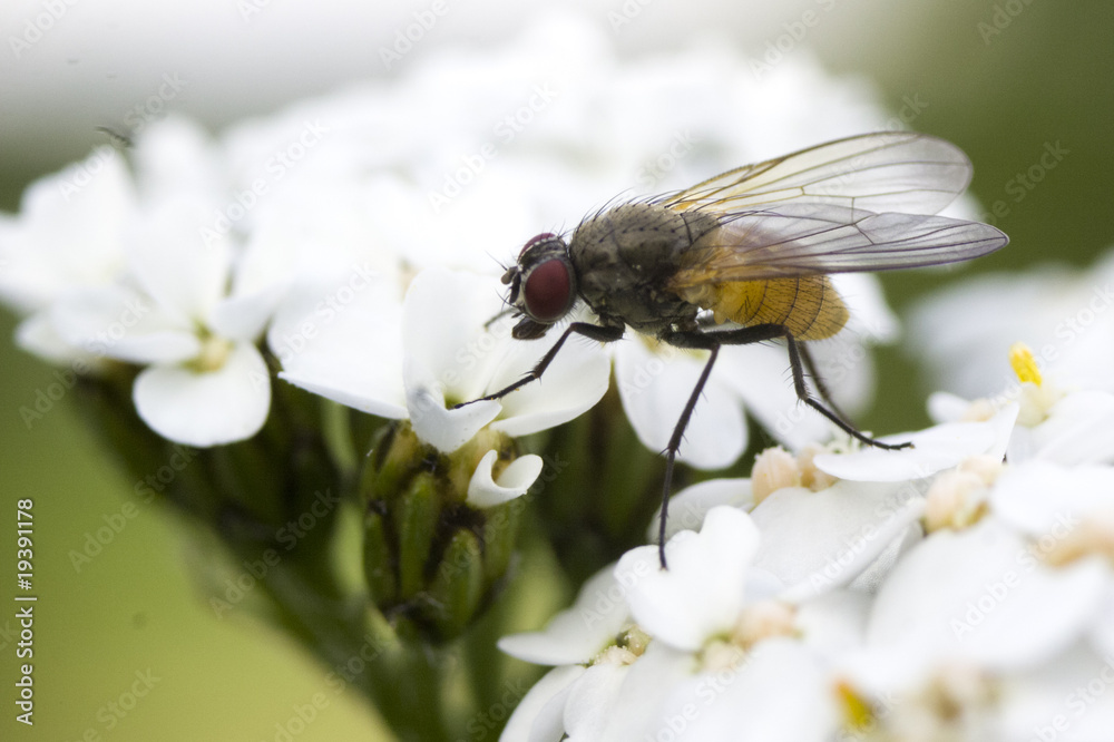 FlyWhite FlyWhite
