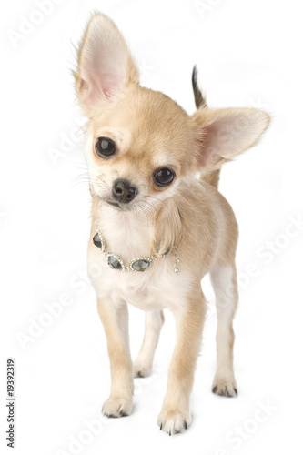 chihuahua puppy with necklace portrait isolated