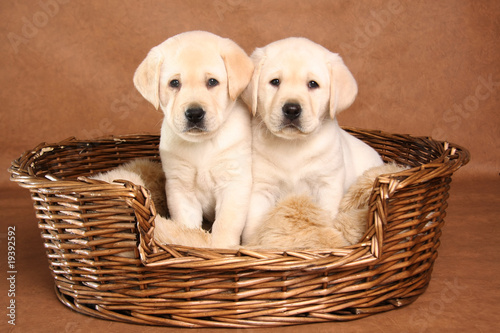 Two lab puppies