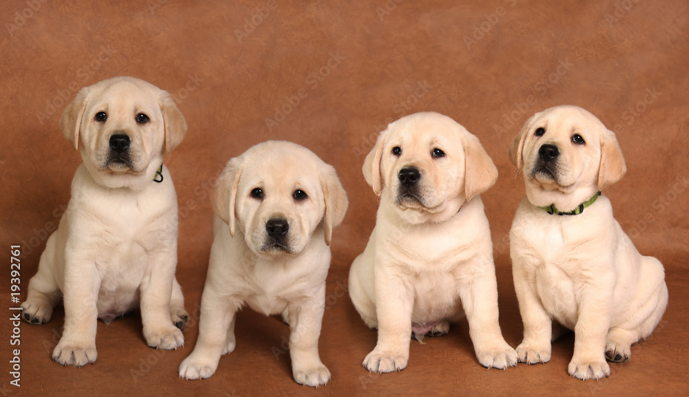 Lab puppy Lab puppy