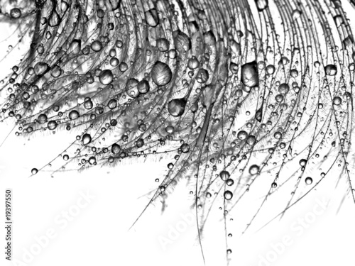 Water drops on feather