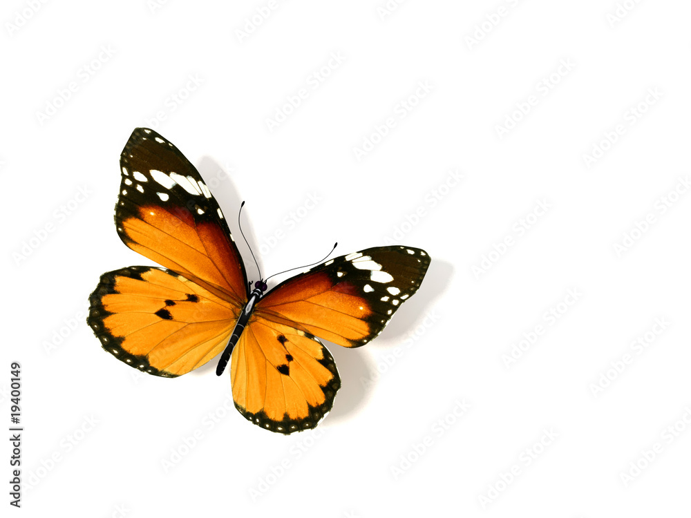 Naklejka premium Butterfly