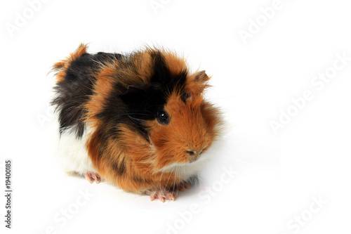 adorable guinea pig pet on a white background