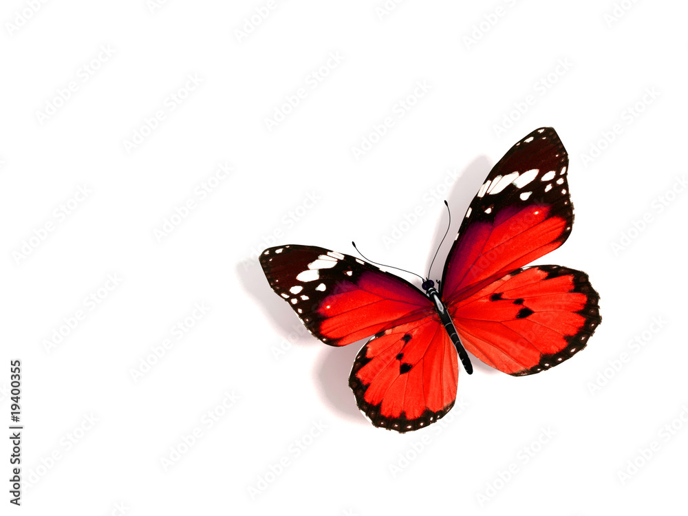 Naklejka premium Butterfly
