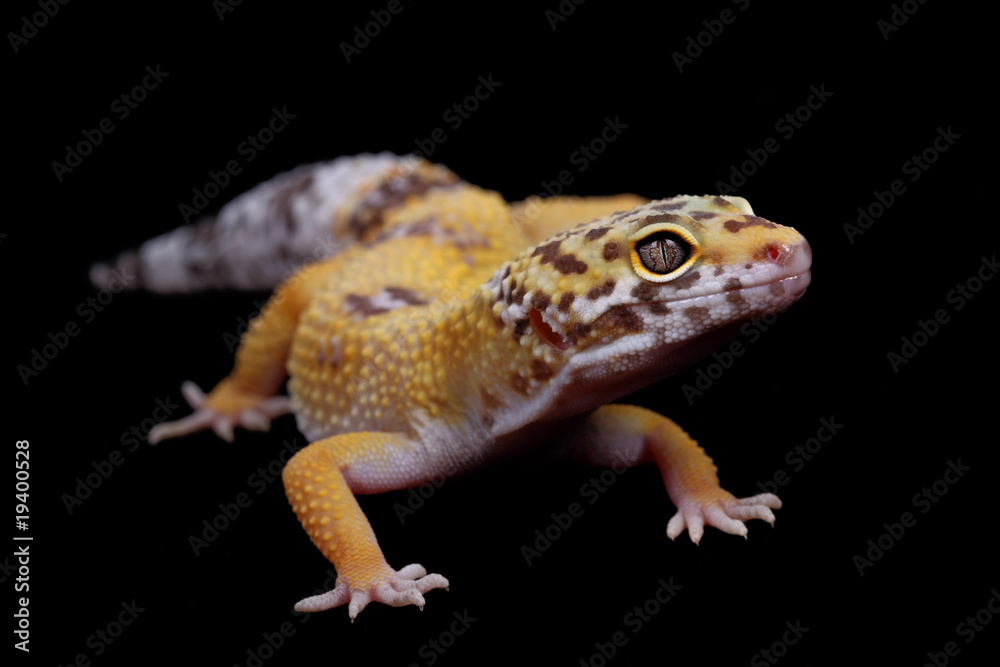 eublepharis macularius eublepharis macularius