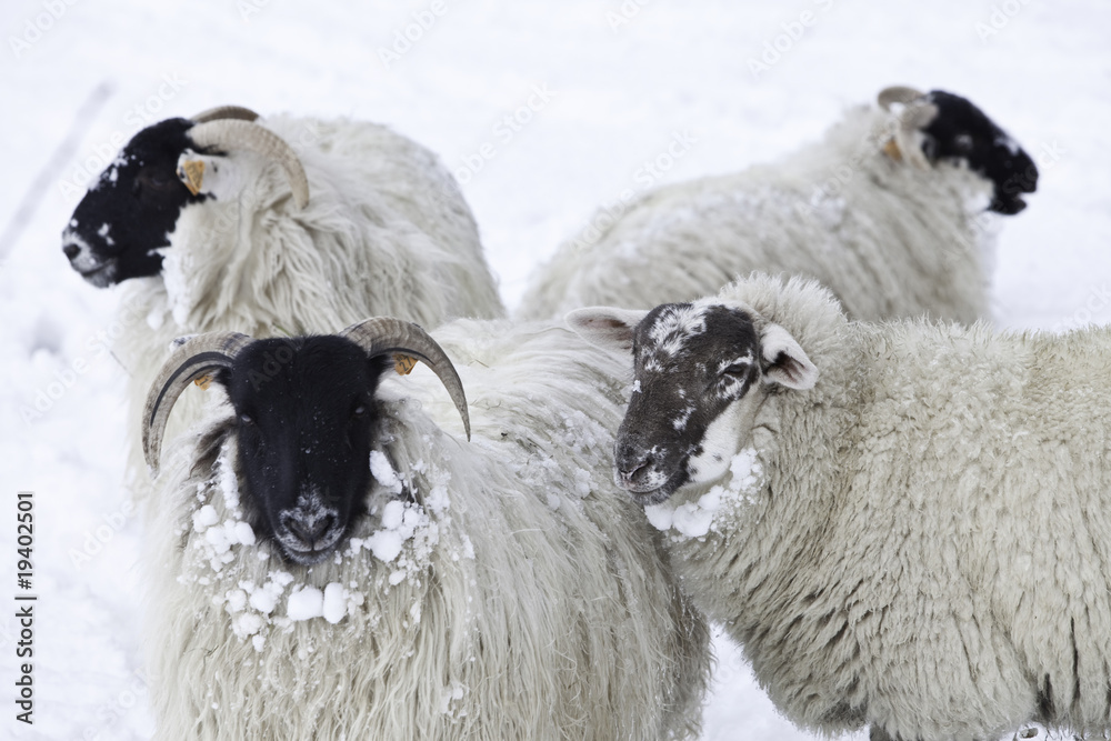 Naklejka premium sheep in snow