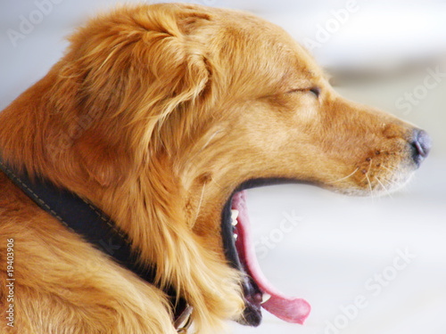 Golden RetrieverB
