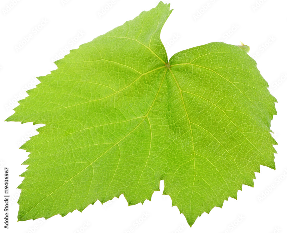 jeune feuille verte vigne fond blanc jeune feuille verte vigne fond blanc