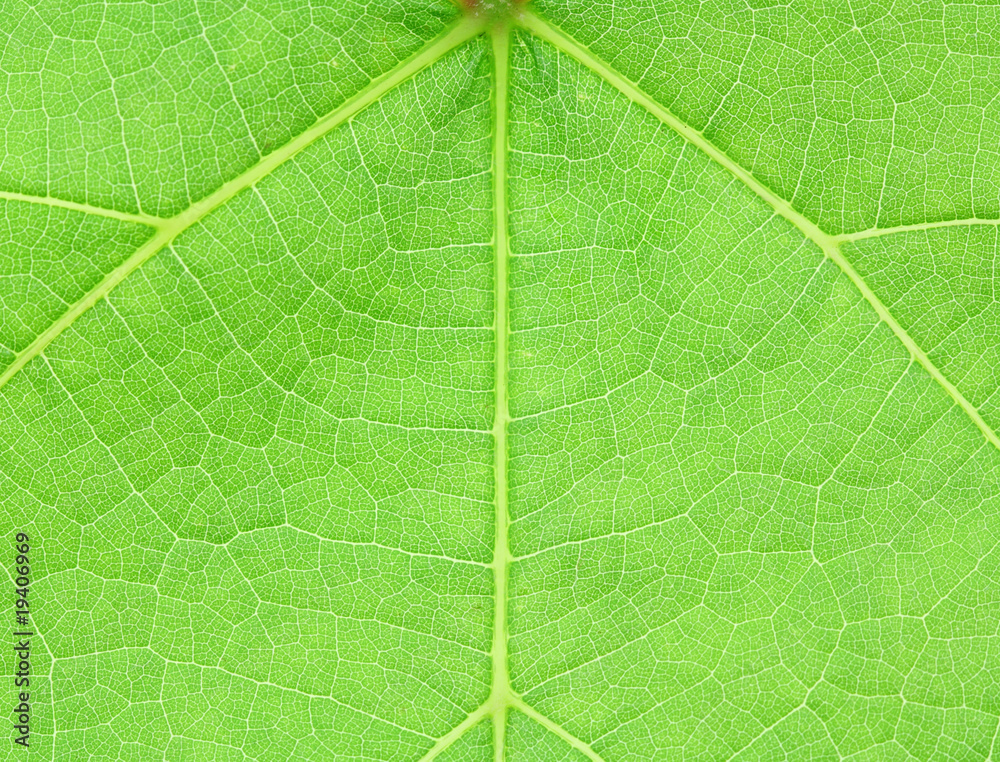 Obraz premium symétrie feuille vigne