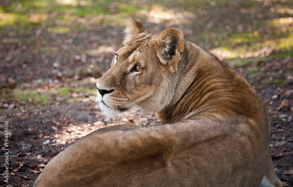 Fototapeta premium Lionne couchée