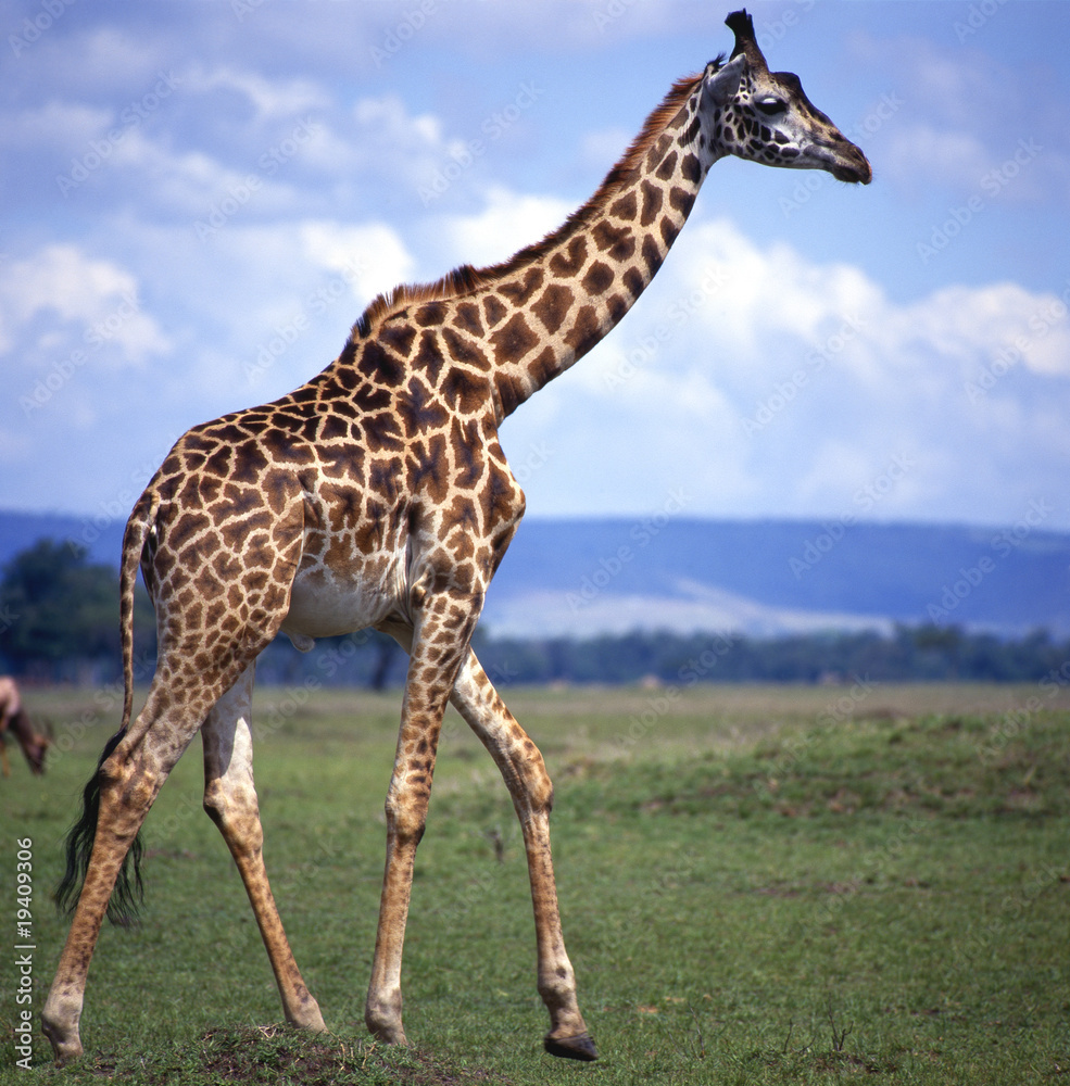 Obraz premium Giraffe_114791