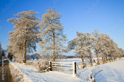 Trees in a white winter landscape