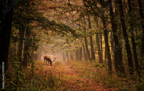 Red deer in a forest