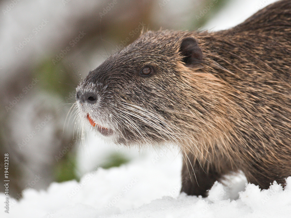 Obraz premium Ragondin dans la neige 2