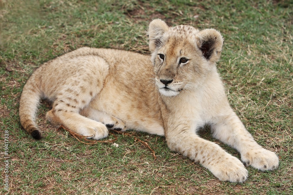 Lion Cub