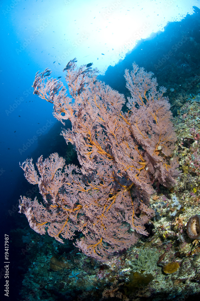 Fototapeta premium Récif en Indonésie, Bunaken