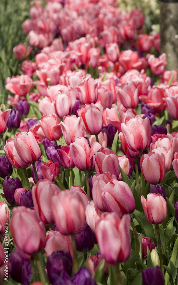 Fototapeta premium Tulip China Pink