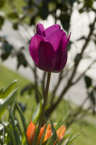 Tulip Greuze