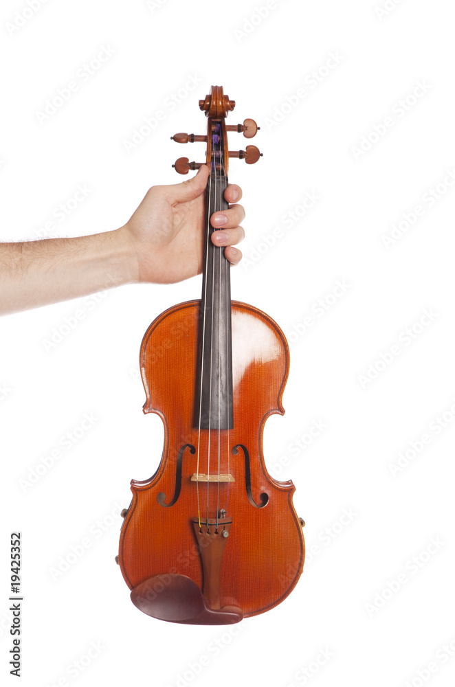 Fototapeta premium Viola