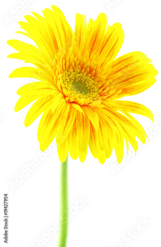 fleur jaune gerbera fond blanc