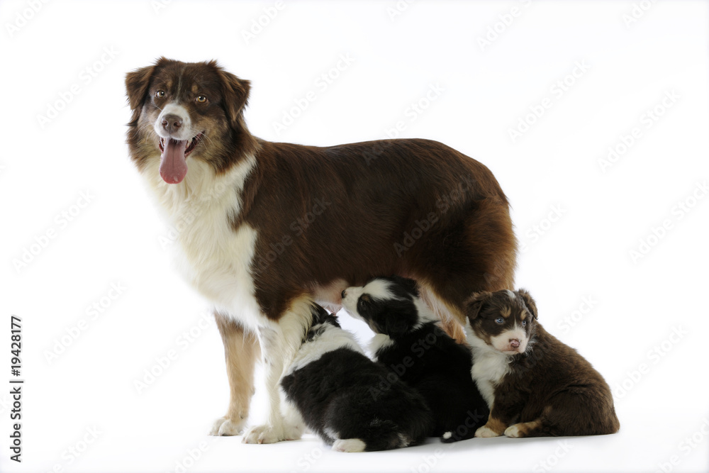 chiots bergers australiens tétant leur mère chiots bergers australiens tétant leur mère