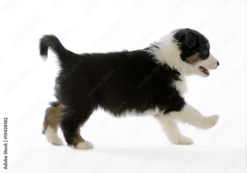 chiot berger australien marchant de profil en studio chiot berger australien marchant de profil en studio