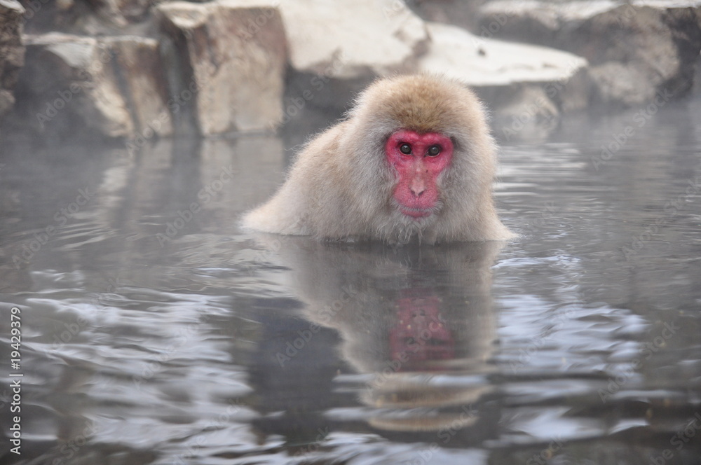 Fototapeta premium snow monkey nagano Japan
