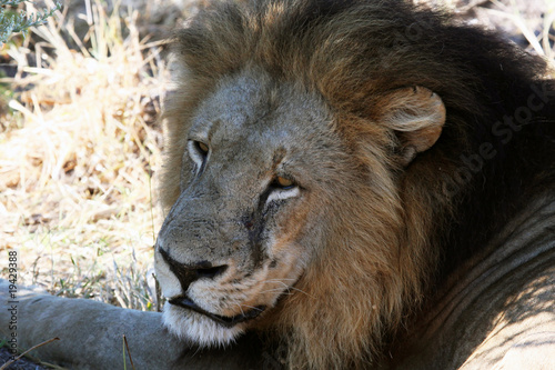 Male Lion closeup