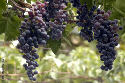 Wallpaper Mural Parra de uvas 1136 Torontodigital.ca