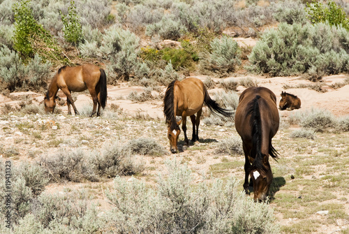 Pryor Mountain mustangs