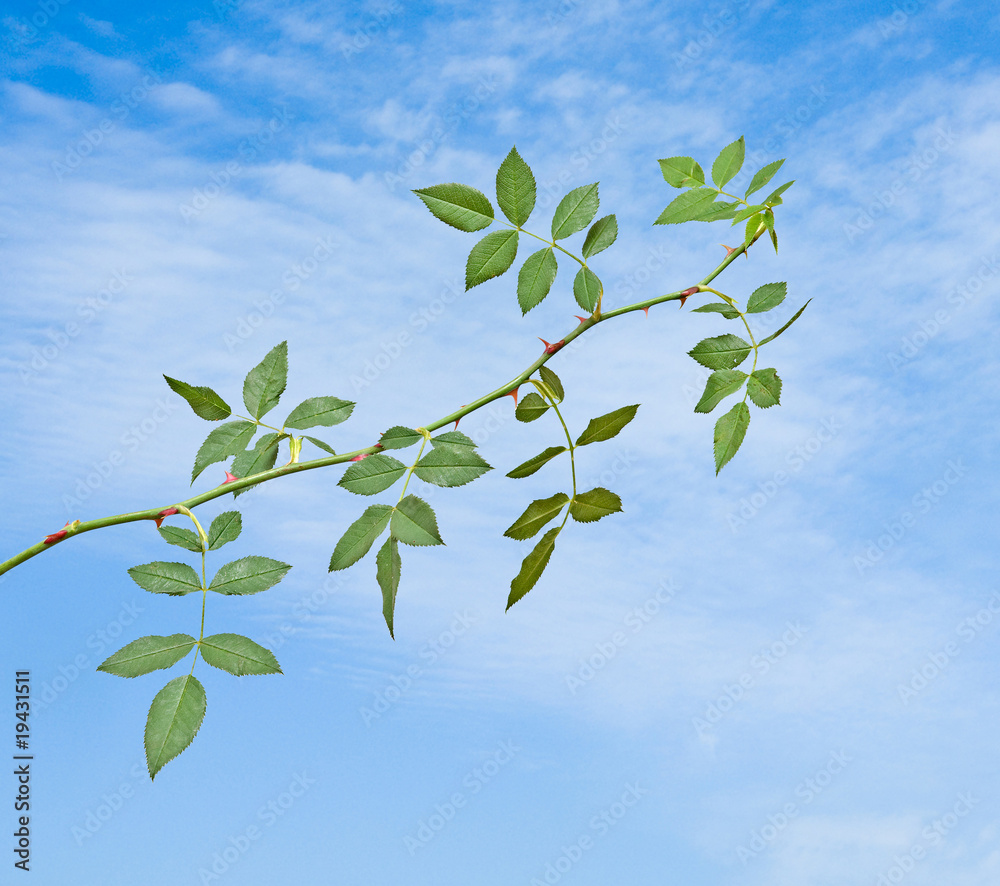 Obraz premium Rose branch on sky background
