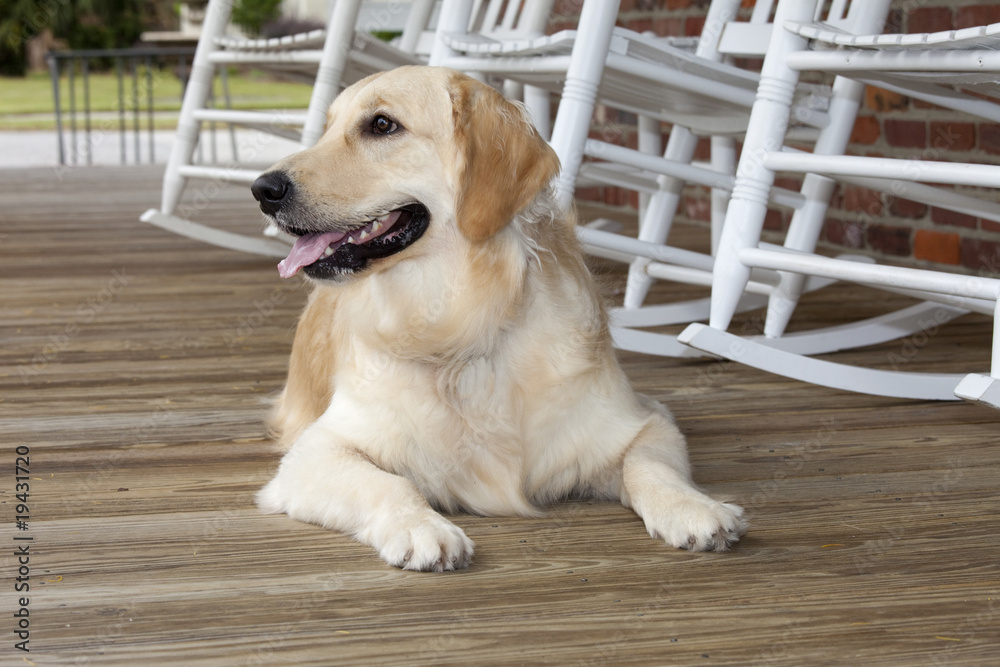 golden retriever golden retriever