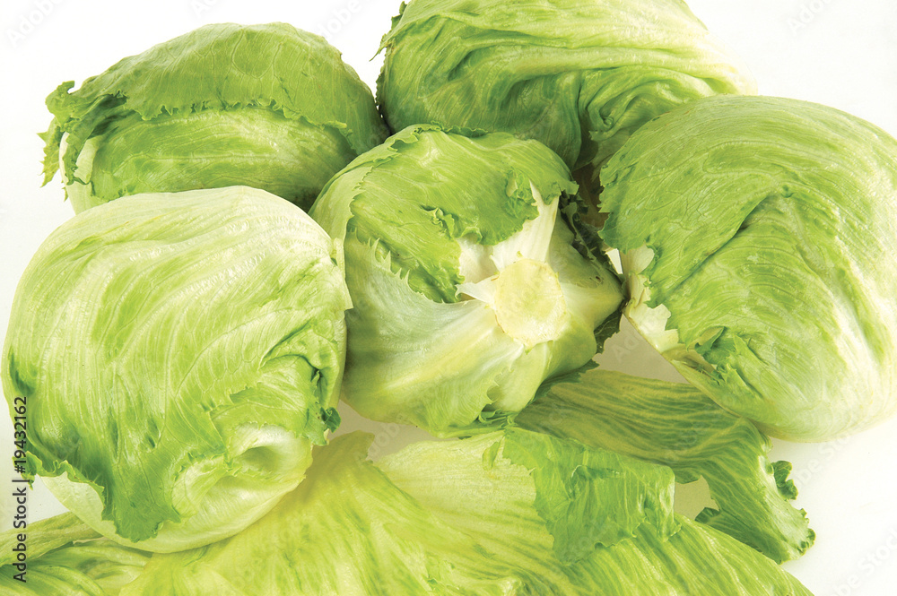 Fototapeta premium lettuce