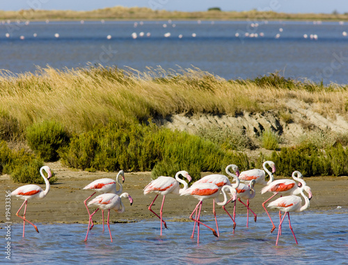 flamingos, Parc Regional de Camargue, Provence, France © Richard Semik