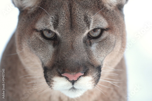 Cougar photo