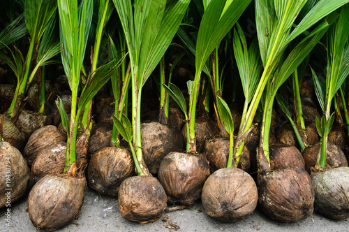 Coconut seedlings