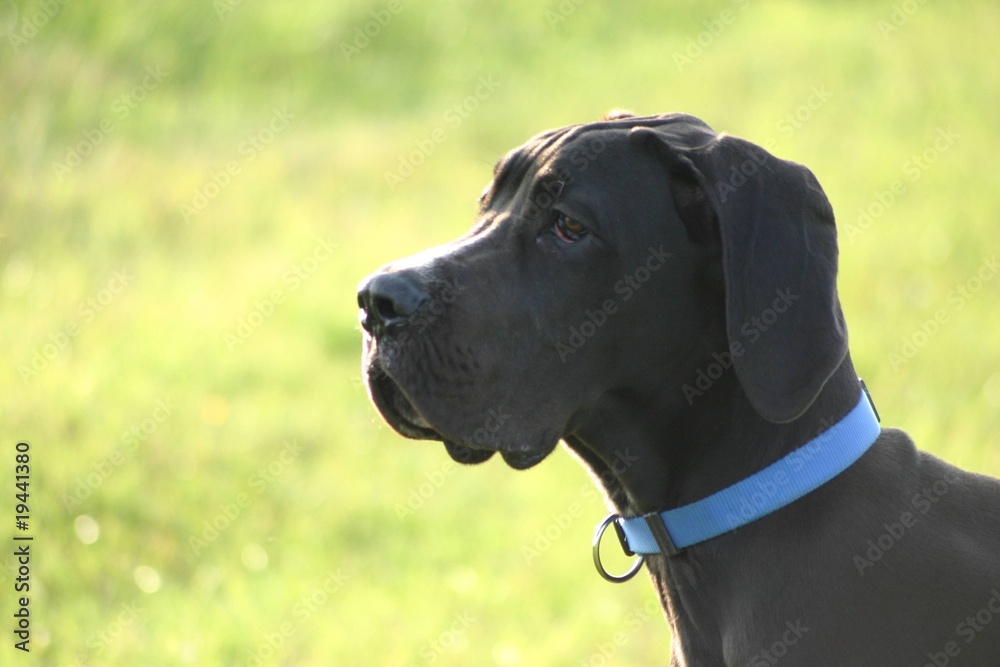 seitliches Portrait Deutsche Dogge StockFoto Adobe Stock